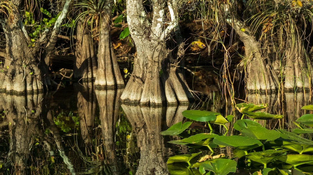 Everglades National Park, Florida USA