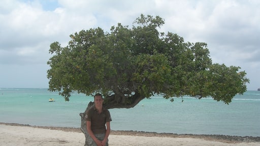 Divi tree