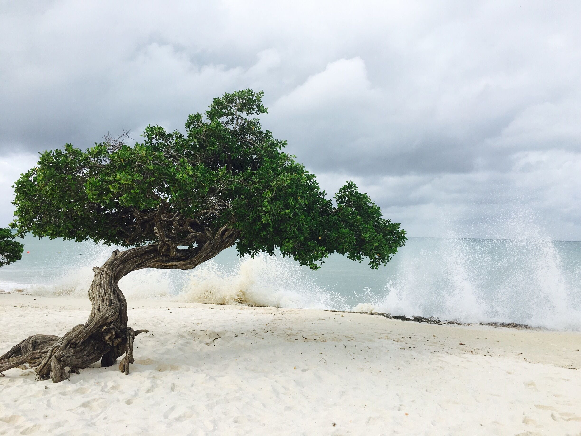 The Famous DiviDivi Tree in Aruba, Dutch Caribbean..☀️💥🌞it is the icon of Aruba's flora. It grows at 45 degree angle because of the wind that constantly blows...
