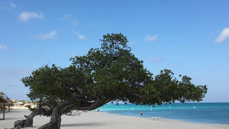A beach with a large tree, clear blue sky, and calm sea.