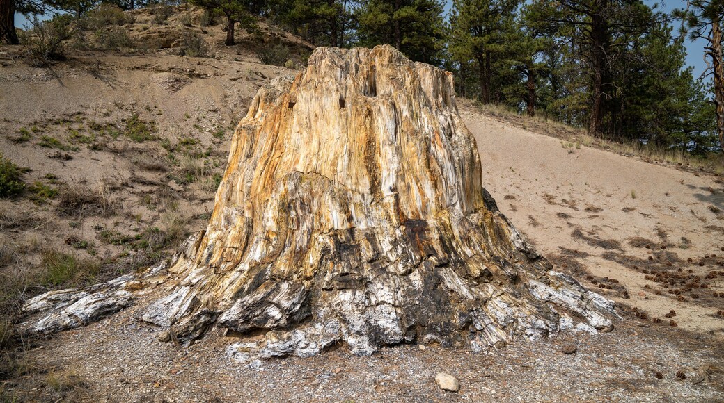 Big Stump, a petrified tree in Florissant Fossil Beds National Monument