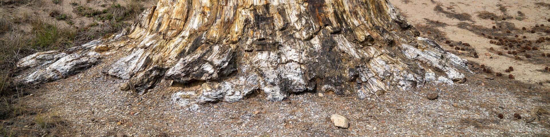 Big Stump, a petrified tree in Florissant Fossil Beds National Monument
