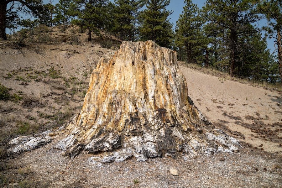 Big Stump, a petrified tree in Florissant Fossil Beds National Monument