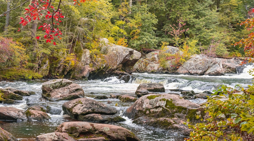 View of a stormy mountain river in September at the Wildcat Falls. Red autumn leaves hang over the river. Merrimack, New Hampshire, USA