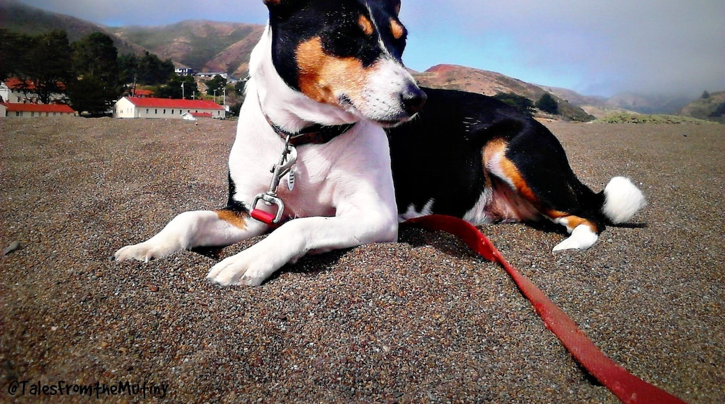 What's this...a dog-friendly beach?? Yep, right across the SF Bay. Part of the Golden Gate National Parks Conservancy this gem of a #beach offers wonderful views of the Pacific Ocean with a cool backdrop of old Fort Cronkhite. There are also hiking trails nearby and plenty of bird watching. #NationalPark