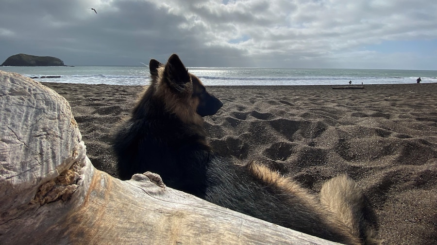 Rodeo beach is such a pretty dog-friendly beach! It can get cold though so pack layers :)