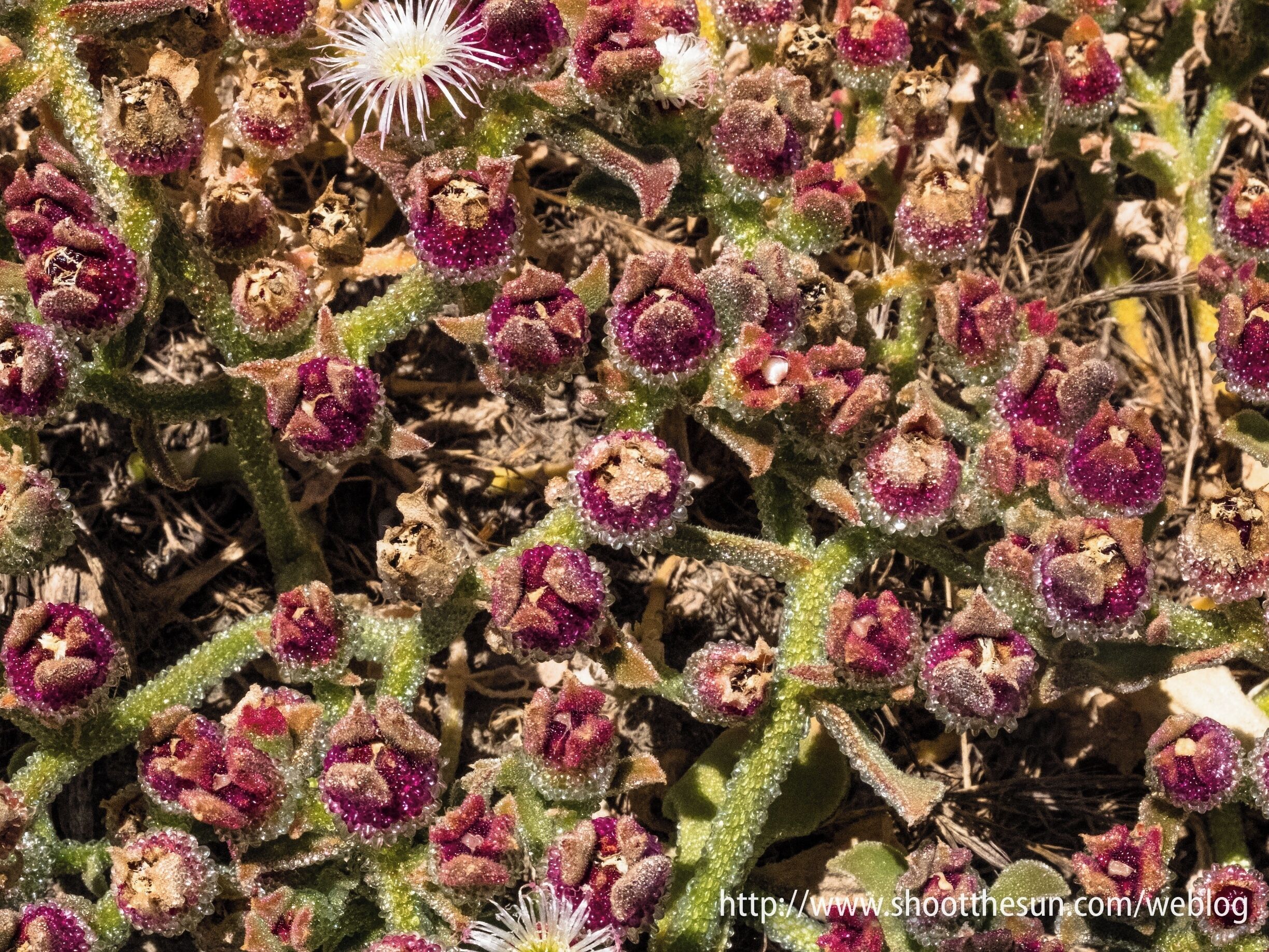 This is an exquisite plant whose name I was able to find on Google this morning, but promptly lost the link.  Those in the know (@throwingsofas) might nudge me in the right direction.

The blossoms are silvery-white, with very thin petals, as you can see from an example in the upper left.  The rest of the plant is literally covered in little iridescent beads [Google iridescent bead flowers and prepare yourself for the biggest crafts' fair on the internet].

There are pods which contain both ruby beads and colorless beads,  But the rest of the plant is encrusted with the colorless variety.  I have to believe this is some form of water collection system for the plant, though I can only guess at this point.

They are unimaginably beautiful to see strewn along the path like a trail of polished gems.  As we are likely to say anytime we take a picture -- the photo doesn't do them justice.