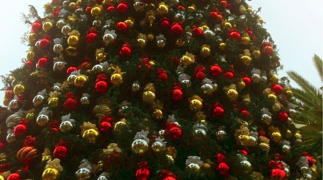Christmas tradition in Newport Beach brings a huge tree in for decoration. This years edition is purportedly 90 feet high.