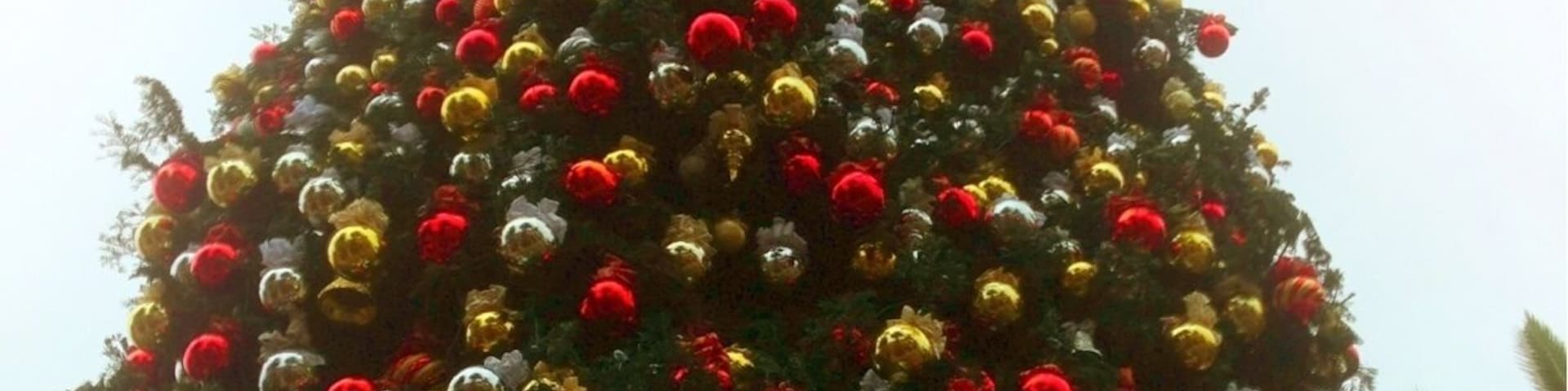 Christmas tradition in Newport Beach brings a huge tree in for decoration.  This years edition is purportedly 90 feet high.