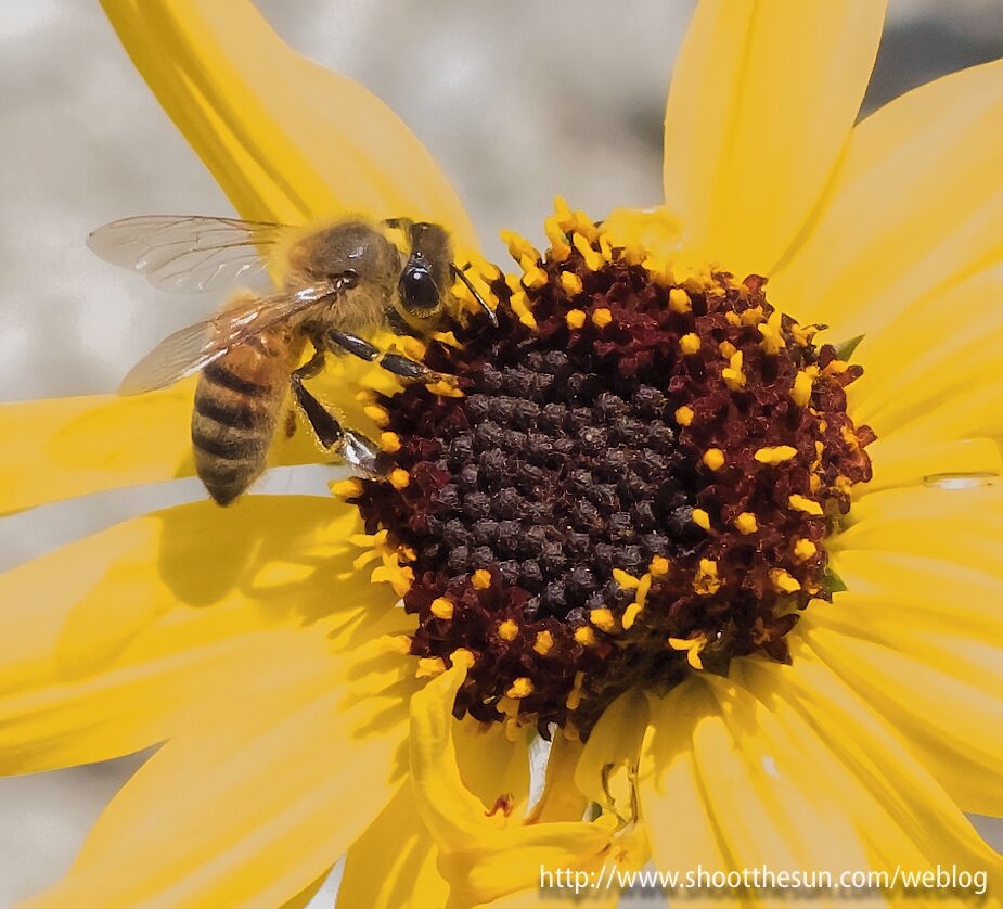 Honey Bee on Beach Coreopsis

Lots of wildflowers at the preserve this time of year, and lots of critters punching the clock to get the pollen and nectar collected on time.

The Beach Coreopsis flowers have blossoms about twice the size of a silver dollar, though the center isn't much bigger than a quarter [does anybody still know what those are?].

This bee spent a bit of time on this blossom, leading me to believe that there was a mess'o'powder to forage.