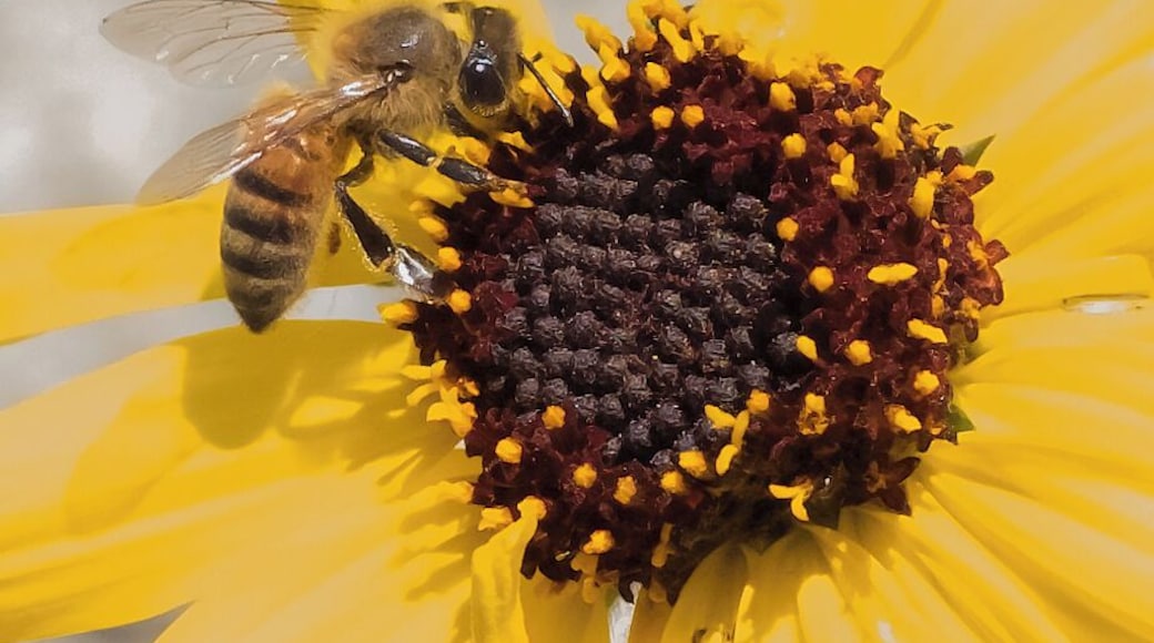Upper Newport Bay Nature Preserve