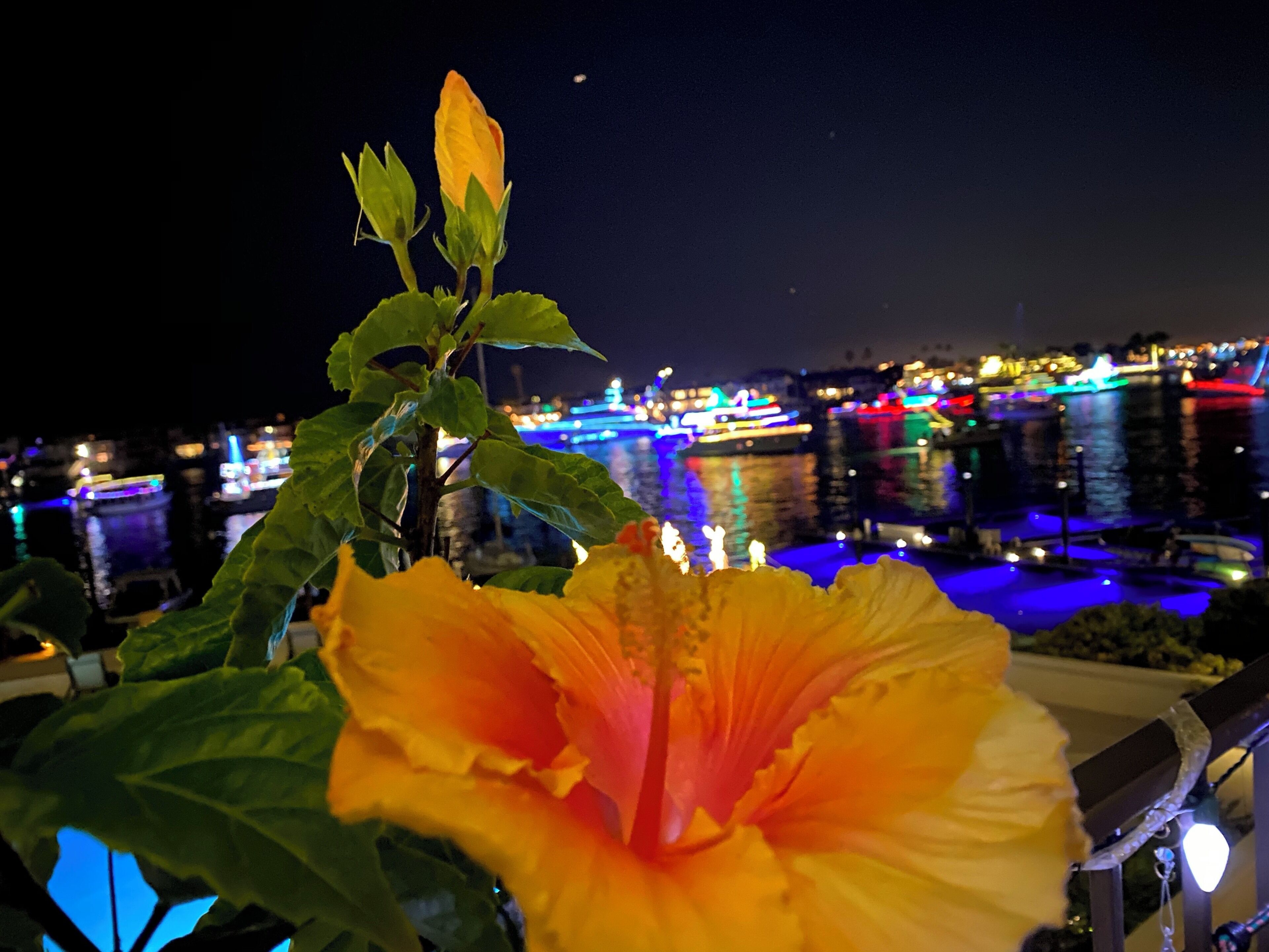111th Newport Harbor Christmas Boat Parade