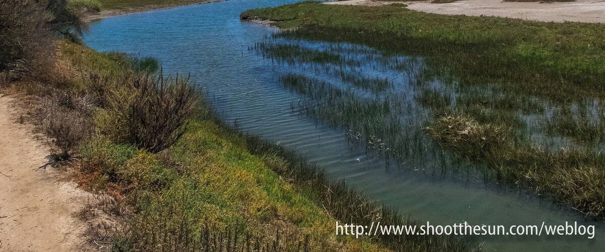 Leave it to the OC to build a combination automobile/bicycle/pedestrian path, each with its own lane, along a three mile stretch of the upper portion of the Newport Bay.
But that is exactly what they did.
The trail is all asphalt, with a few very small offshoots into dirt "nature" trails. The place is beautiful, really, but I have to put a fly in the ointment here and divulge one of the OC's dirty little secrets. Somehow or another, a heavy portion of refuse has washed back into the bay and now litters various spots along the trail. It does not overwhelm the area (as you see here), but it definitely gives one pause to reflect.
That aside, the refuge is home to all manner of wildlife -- Ospreys, Snowy Egrets, Herons, Terns, Seagulls, Ravens, crabs, lizards, frogs, wildflowers of an incredible variety, and all the insects they attract.
There really is no elevation gain to speak of, nothing but the 6-mile round trip to give it even a hint of hiking bona fides. But it is a very pleasant way to drop down from a 16-mile noggin' poacher like the long route at Crystal Cove.
We added a second "hike" at another relatively flat nature preserve to round out the day.
But more on that later.