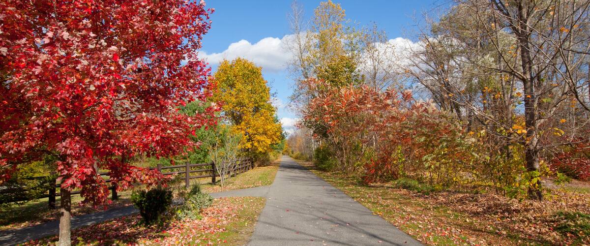 A paved path flanked by trees with autumn foliage, a wooden fence, and a clear blue sky.