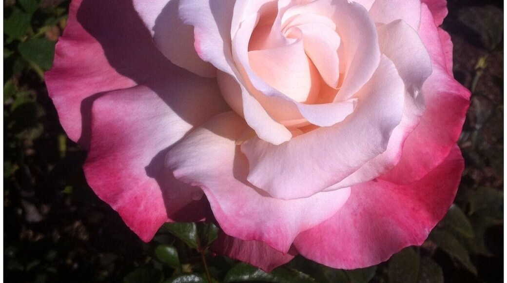 😍🌹📷📱 #allnatural #nofilter #BEAUTIFUL ... I just want you to know