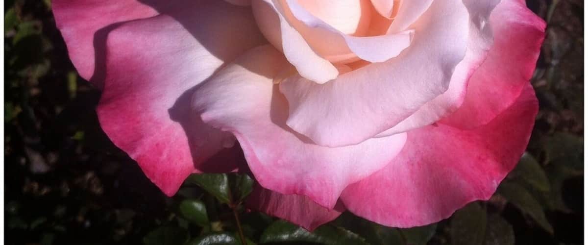 😍🌹📷📱 #allnatural #nofilter #BEAUTIFUL ... I just want you to know