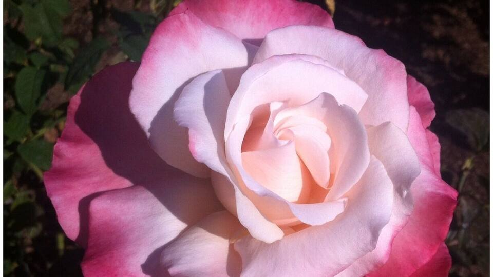 😍🌹📷📱 #allnatural #nofilter #BEAUTIFUL ... I just want you to know