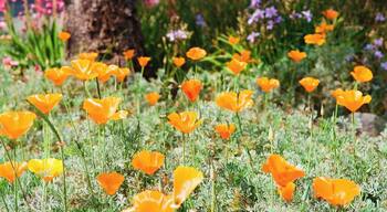 California poppies after the rain in Bungalow Heaven. #Green