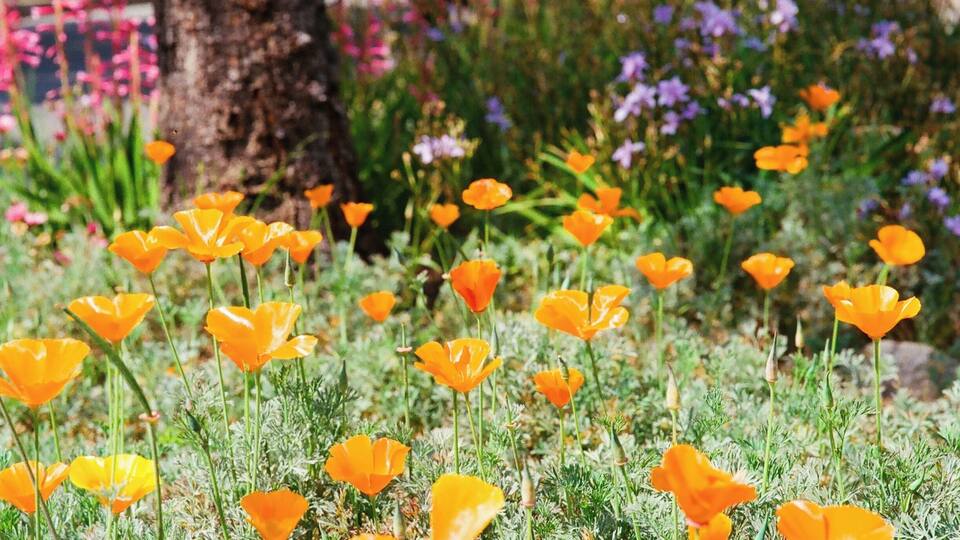 California poppies after the rain in Bungalow Heaven. #Green