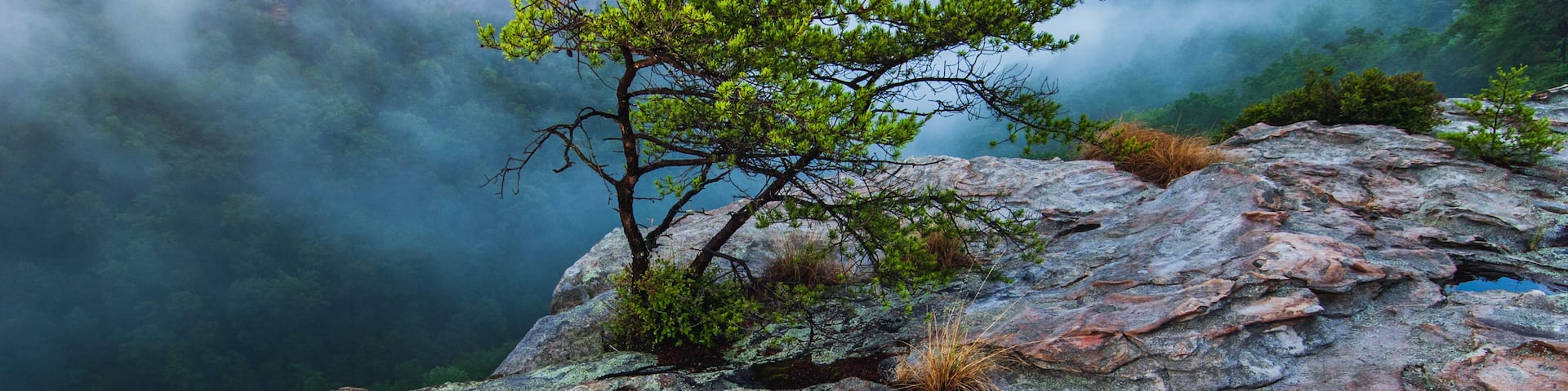 Fog envelopes the Little River Canyon National Preserve at sunrise from a high sandstone cliff studded with mosses and small trees, Fort Payne, Alabama