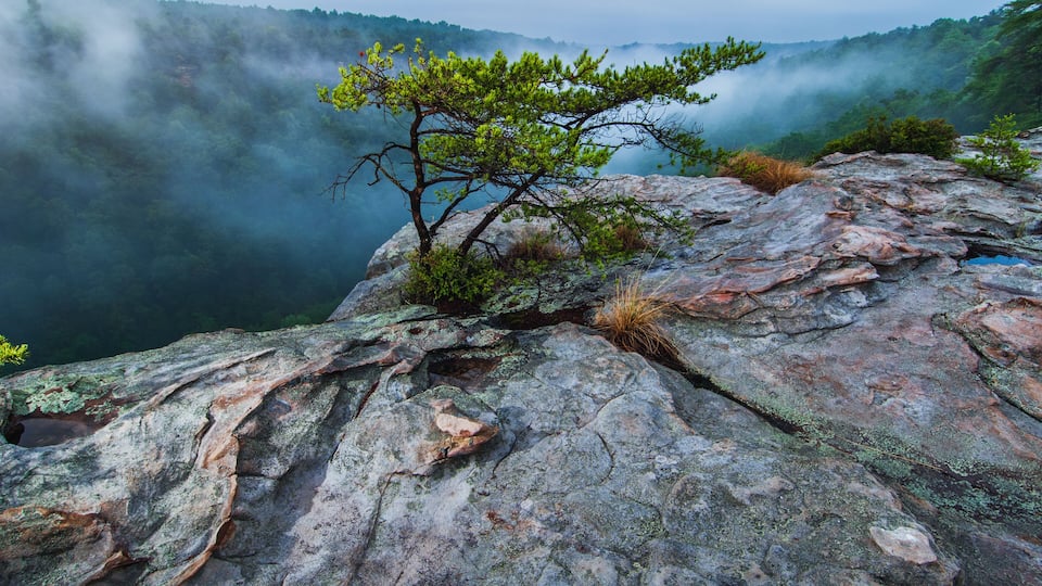 Fog envelopes the Little River Canyon National Preserve at sunrise from a high sandstone cliff studded with mosses and small trees, Fort Payne, Alabama