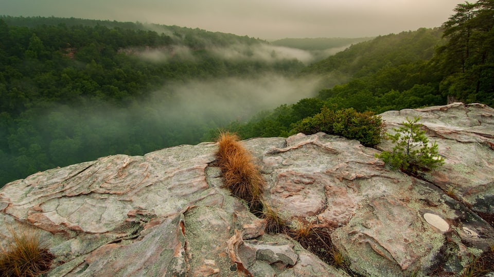 Fort Payne, AL - June 24: Fog envelopes the Little River Canyon at sunrise from a high sandstone cliff.