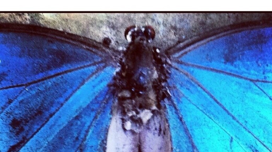 Morpho