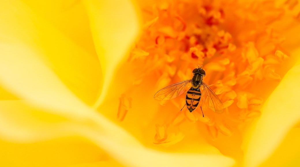 Trying out my new Canon RP and 35mm 1.8 RF Macro on a little photo walk in Booth Memorial Park in Stratford Connecticut. The rose gardens have bloomed and are beautiful. Caught this little critter inside a yellow rose.