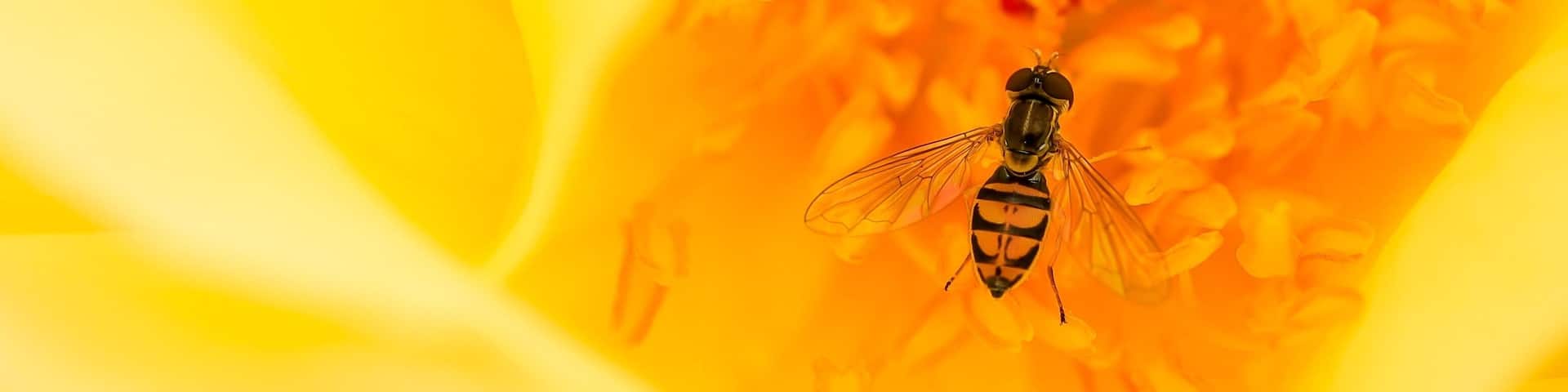 Trying out my new Canon RP and 35mm 1.8 RF Macro on a little photo walk in Booth Memorial Park in Stratford Connecticut. The rose gardens have bloomed and are beautiful. Caught this little critter inside a yellow rose.