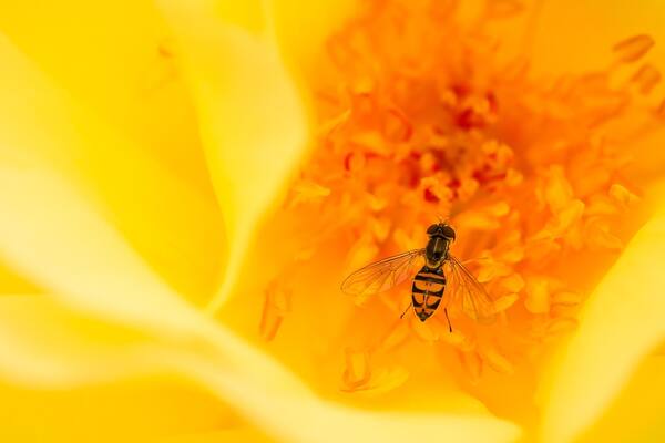 Trying out my new Canon RP and 35mm 1.8 RF Macro on a little photo walk in Booth Memorial Park in Stratford Connecticut. The rose gardens have bloomed and are beautiful. Caught this little critter inside a yellow rose.