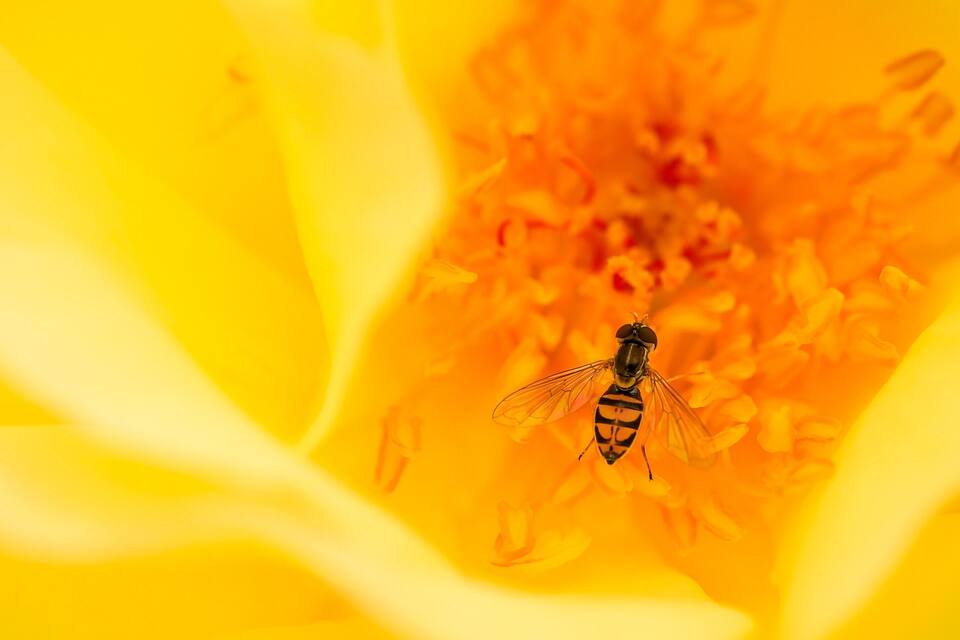 Una abeja sobre una flor amarilla.