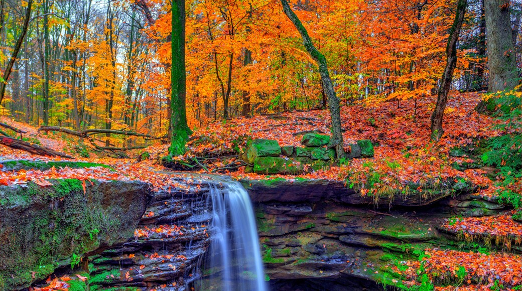 Een waterval in een bos, omgeven door levendige herfstbladeren.