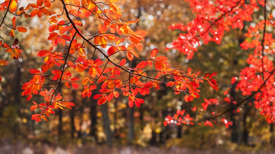 A forest with autumn leaves in red and orange hues.