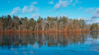 Un lago sereno con reflejos de árboles y un cielo azul despejado.