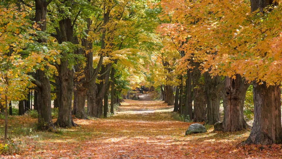 A tree-lined path with autumn leaves.