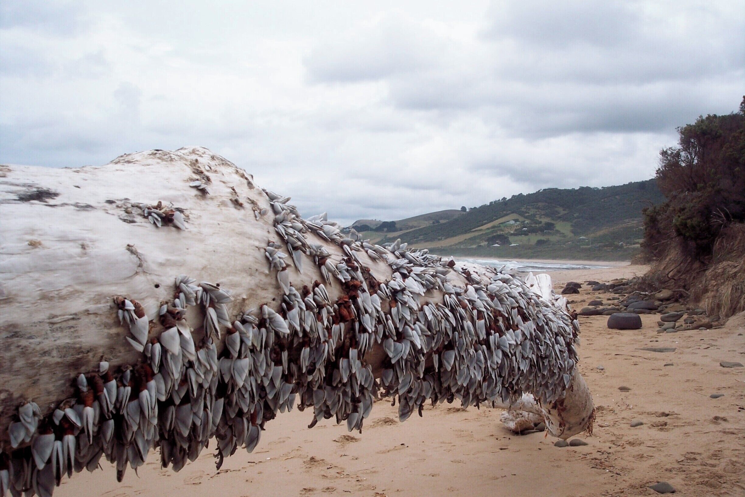 Driftwood covered in shells. I thought it looked very arty. You can walk for miles along the beaches around this part of the Great Ocean Road. #beaches #BeachTips