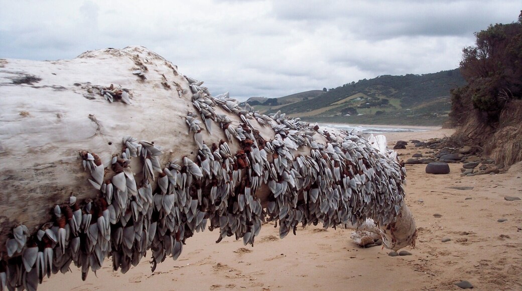 Driftwood covered in shells. I thought it looked very arty. You can walk for miles along the beaches around this part of the Great Ocean Road. #beaches #BeachTips