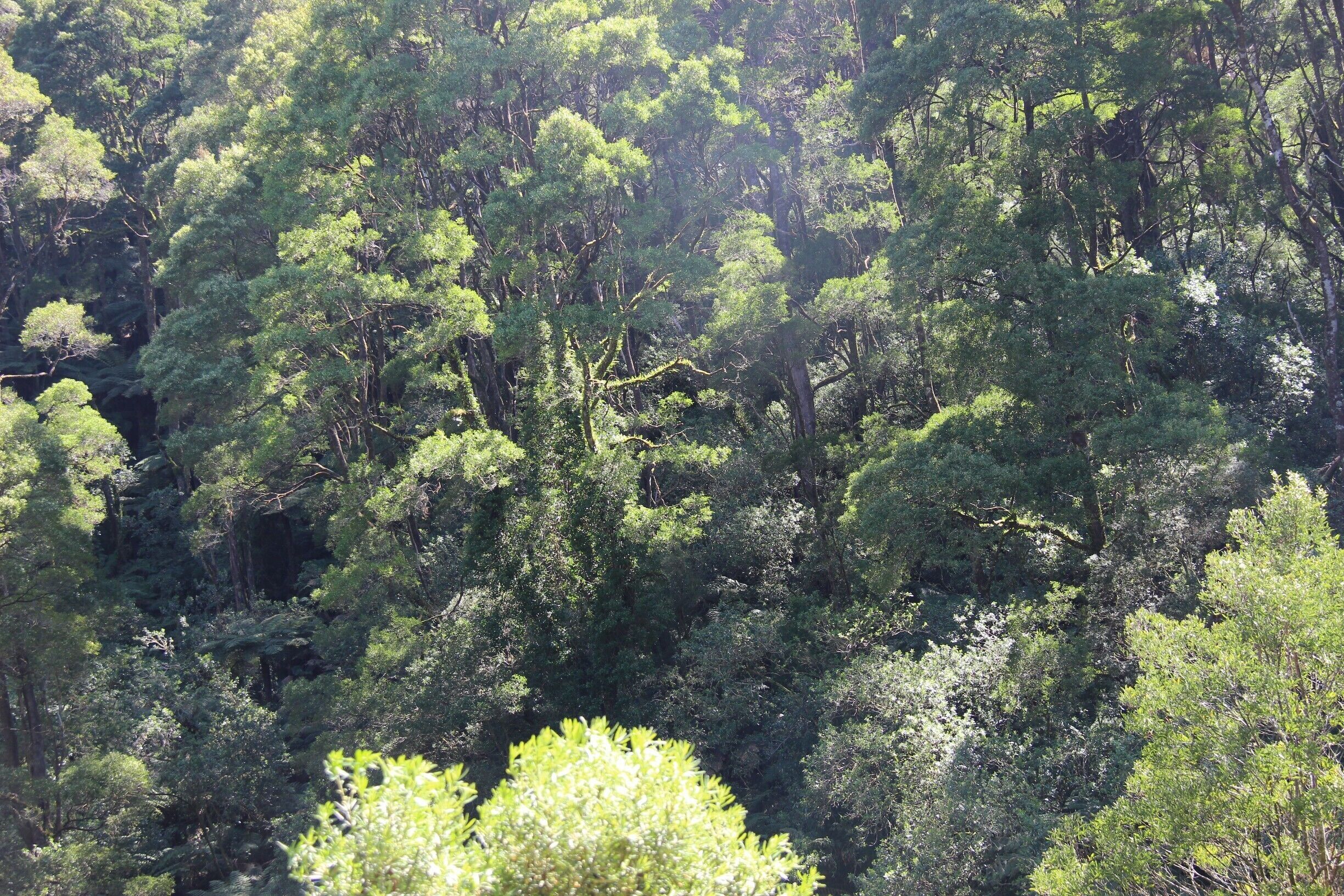 There is a 25 minute return drive from the main area of Apollo Bay called the Barham River Scenic drive. It's hard to find much information on it, as it has been overlooked in favour of more scenic drives. 

The drive involves going to the site of the now closed Marriners Falls. The first 5km is farmland, but it gives way to beautiful rainforest. You can stop at Paradise Picnic Ground on the way. 

It is a drive that is a lot closer to the township then many others and isn't as well known.