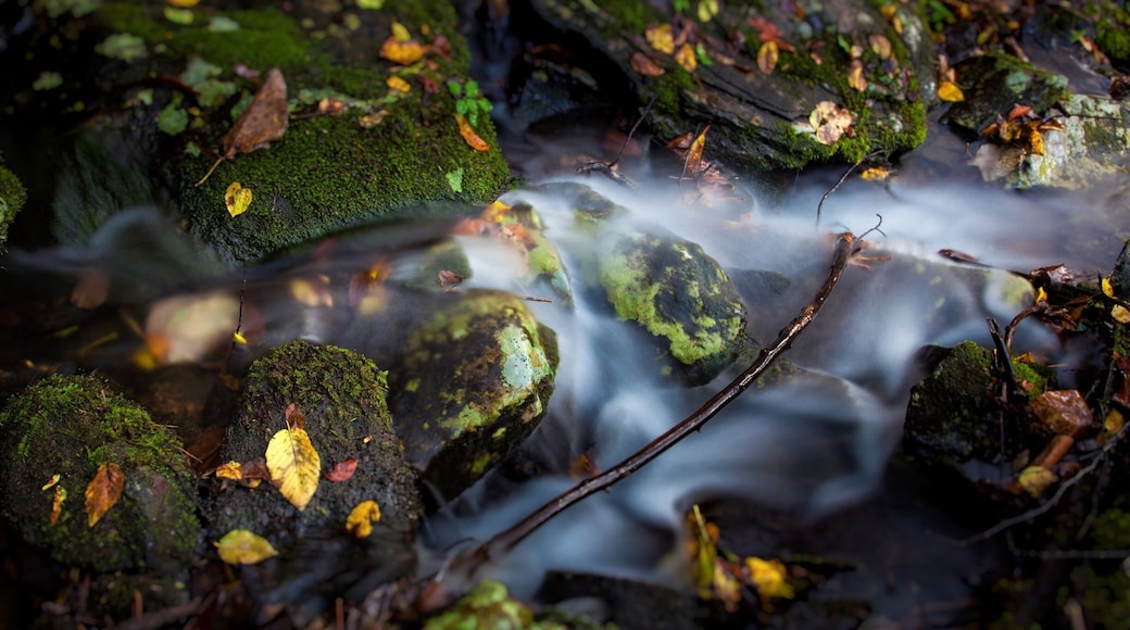 This little campground has many streams flowing into it, a river running through it, and connects with the Appalachian Trail.