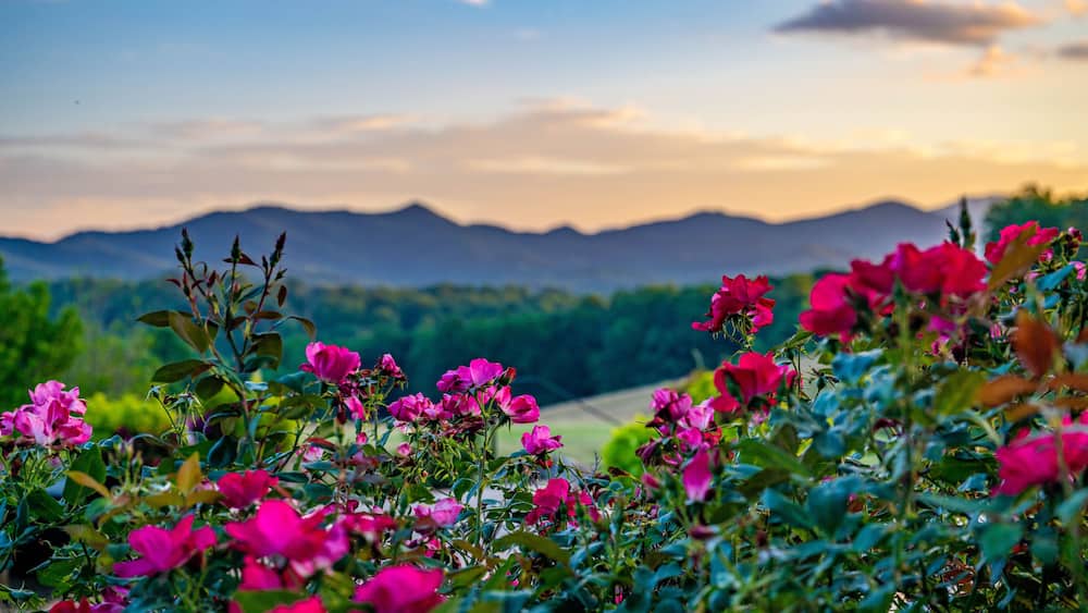 A field of vibrant pink flowers with a mountainous landscape in the background.