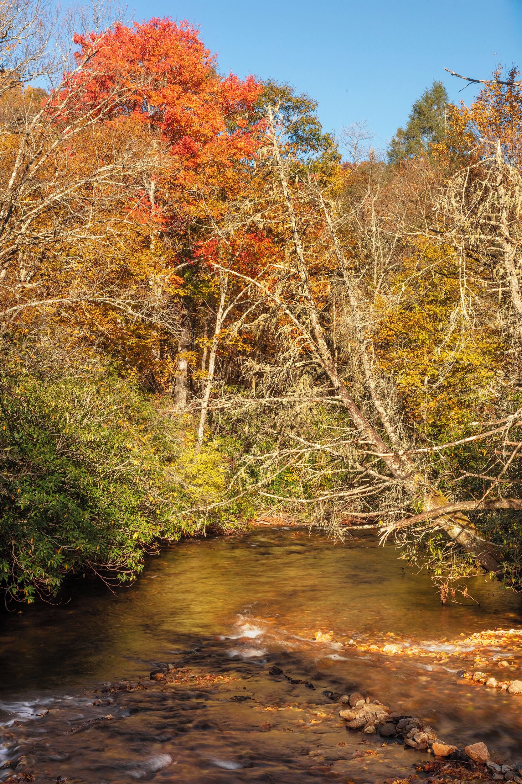 A stream flowing through a forest with autumn-colored trees.