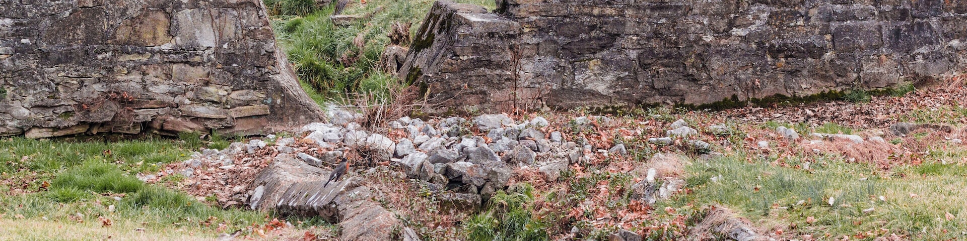 A peaceful little creek near the dog park.