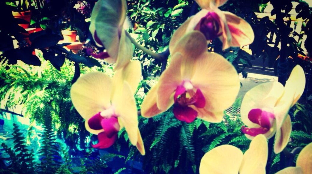 At the "Orchid Symphony" showcase in Washington DC