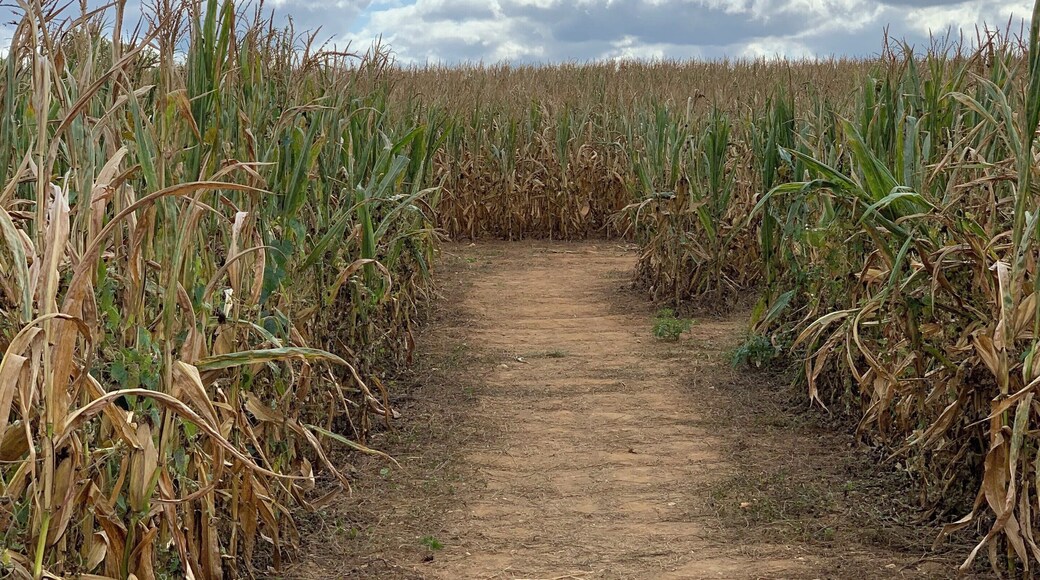 Super fun fall festival . Try the maize maze.