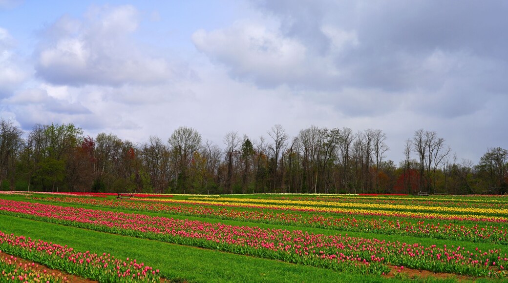 View of a colorful tulip field with flowers in bloom in Cream Ridge, Upper Freehold, New Jersey, United States