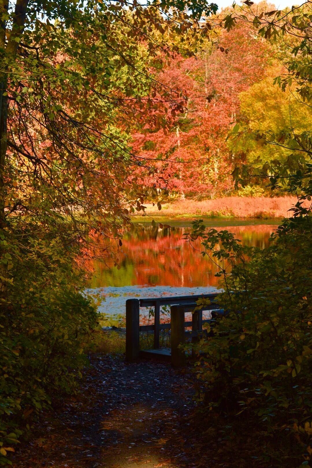 Great park for dog walks, fishing, walking. Large fields, picnic ares, & boat rentals