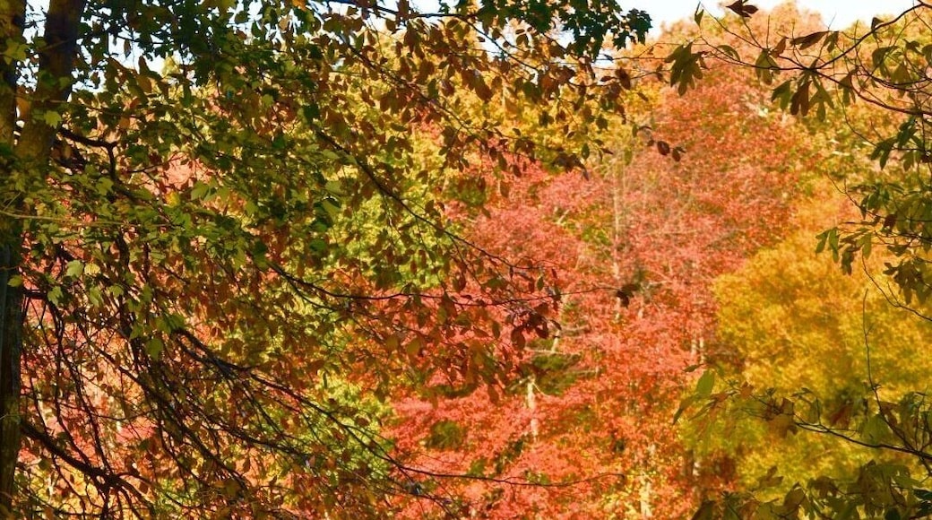 Great park for dog walks, fishing, walking. Large fields, picnic ares, & boat rentals