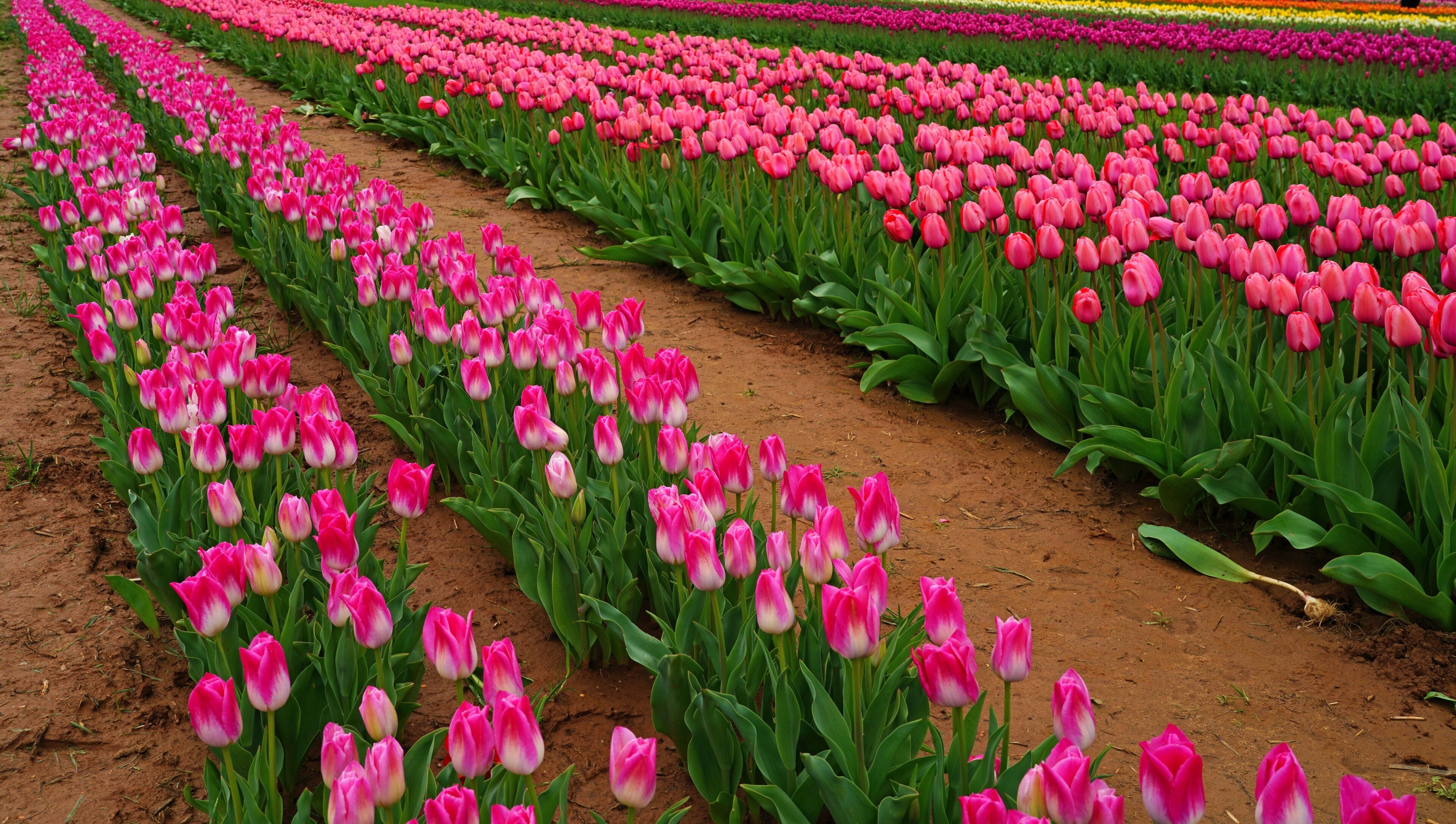 View of a colorful tulip field with flowers in bloom in Cream Ridge, Upper Freehold, New Jersey, United States