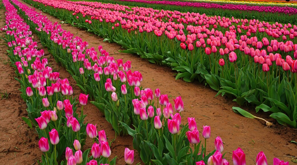 View of a colorful tulip field with flowers in bloom in Cream Ridge, Upper Freehold, New Jersey, United States