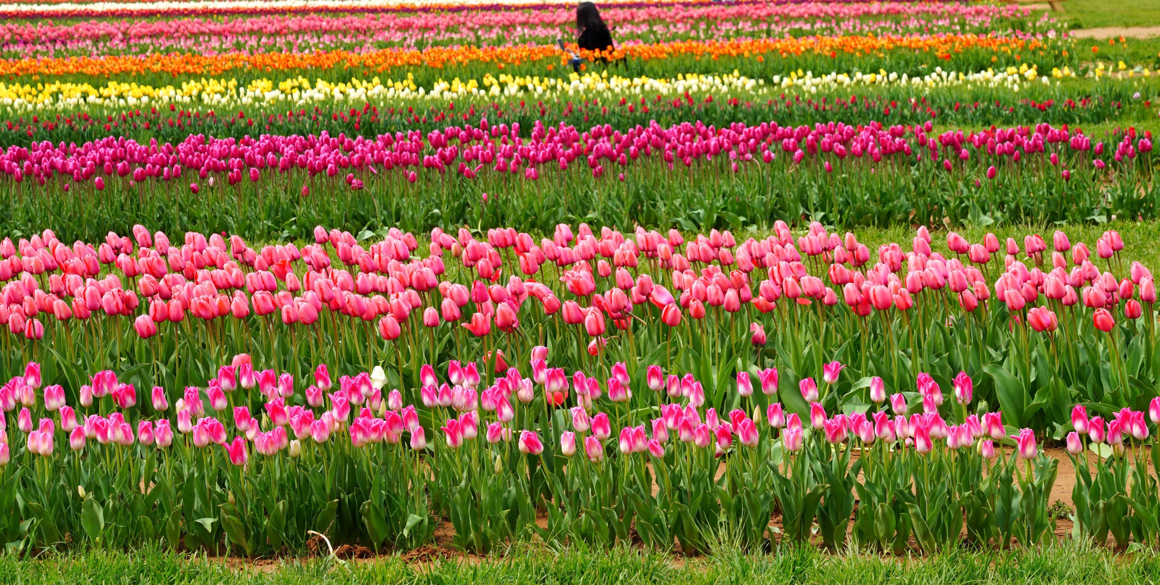 View of a colorful tulip field with flowers in bloom in Cream Ridge, Upper Freehold, New Jersey, United States